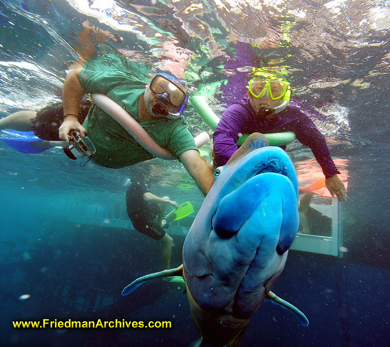 tourist,scuba,diving,water,vacation,barrier,reef,fish,ocean,blue,